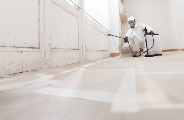 Black mold remediation team in Manheim
